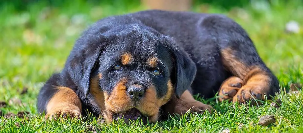 rottweiler puppy