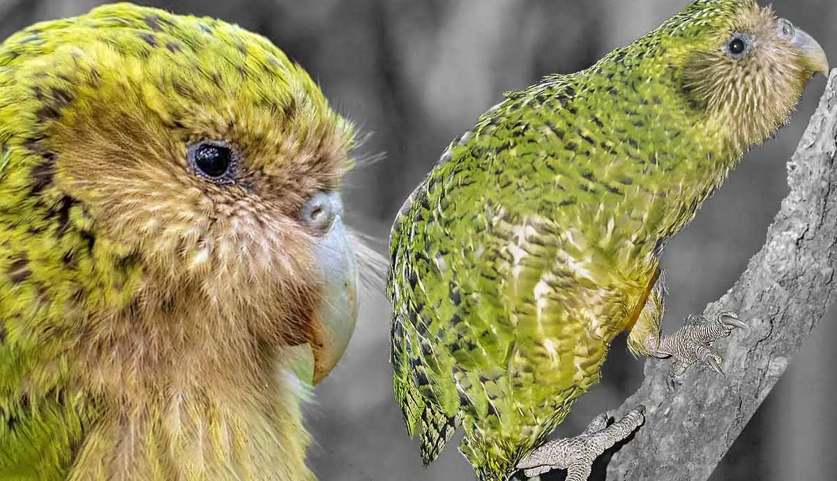 facts kakapo