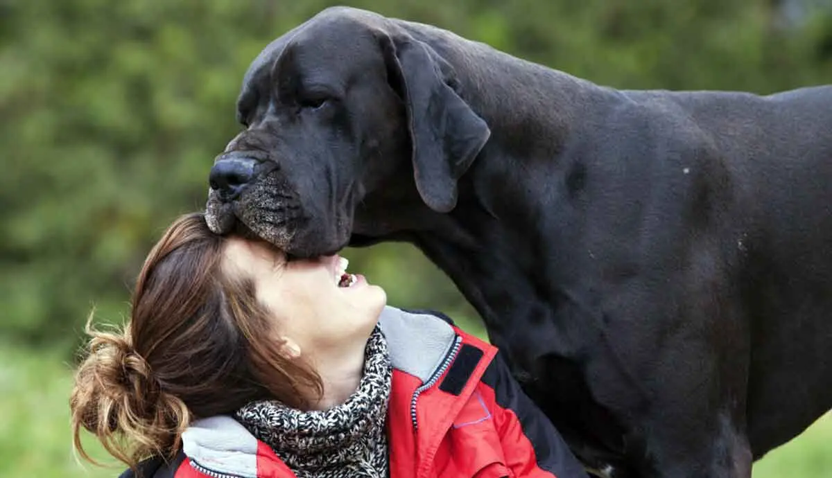 great dane putting his head on the face of a woman