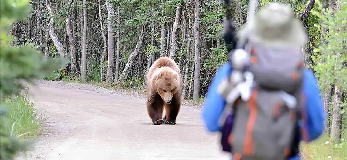 bear walking towards hiker on trail