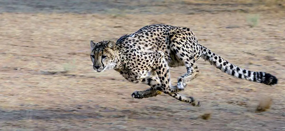 cheetah running across sand