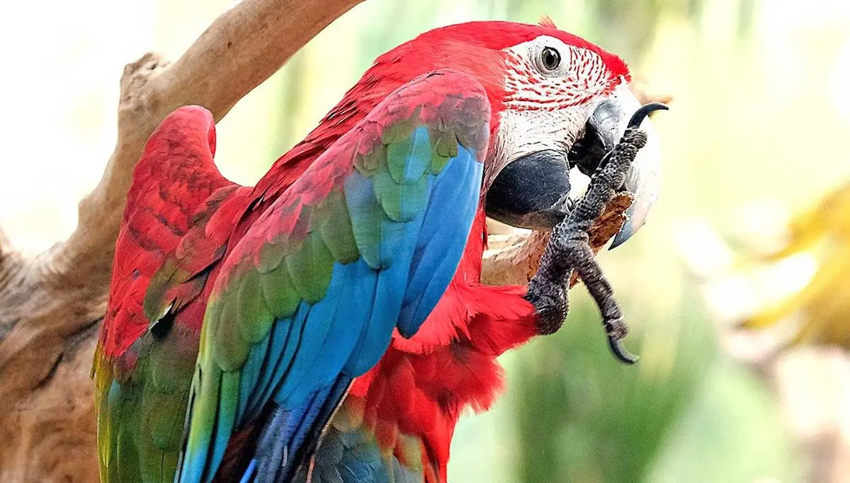 green winged macaw posing on a branch