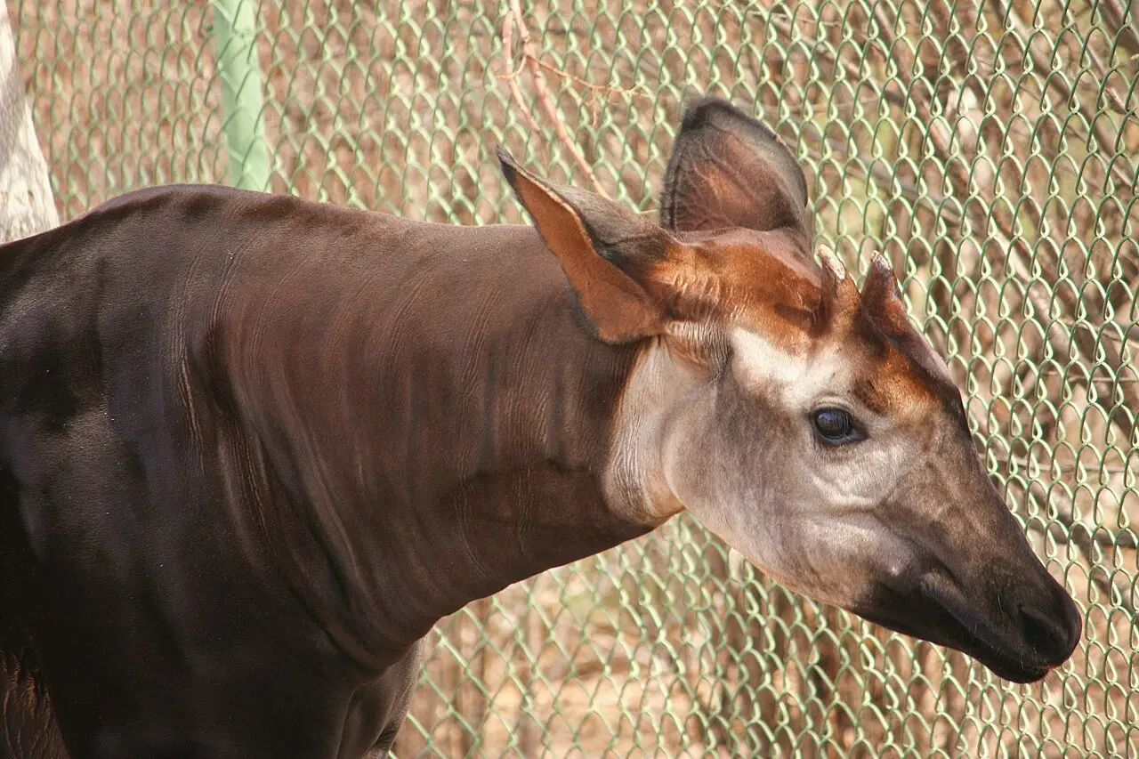 okapi looking sideways