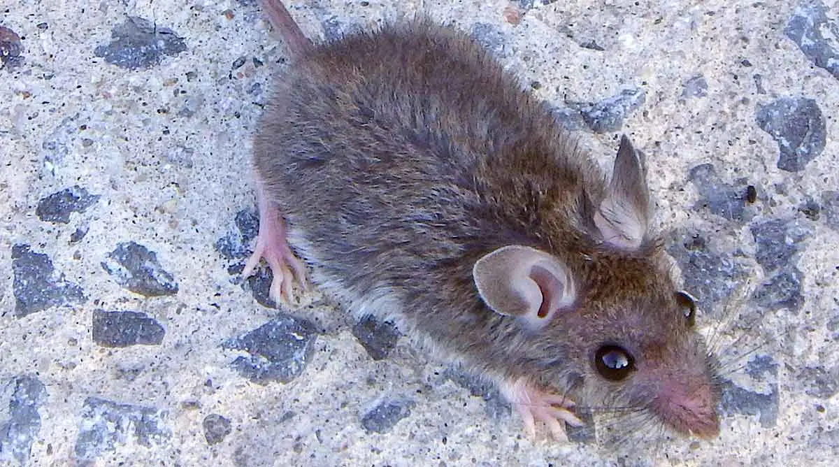 house mouse on sidewalk