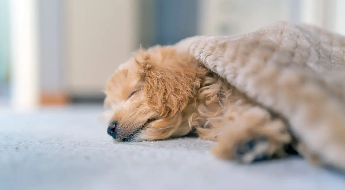 brown poodle dog asleep in blanket