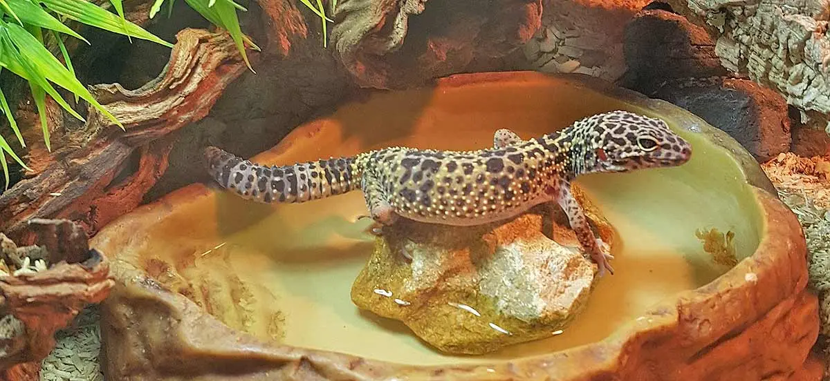 leopard gecko in water