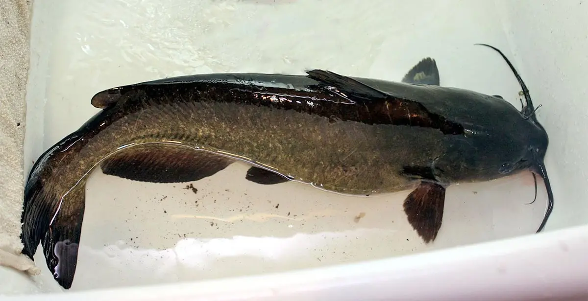 channel catfish in aquarium pet