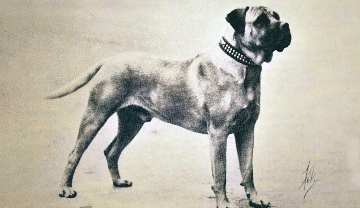 historic image of the bullmastiff