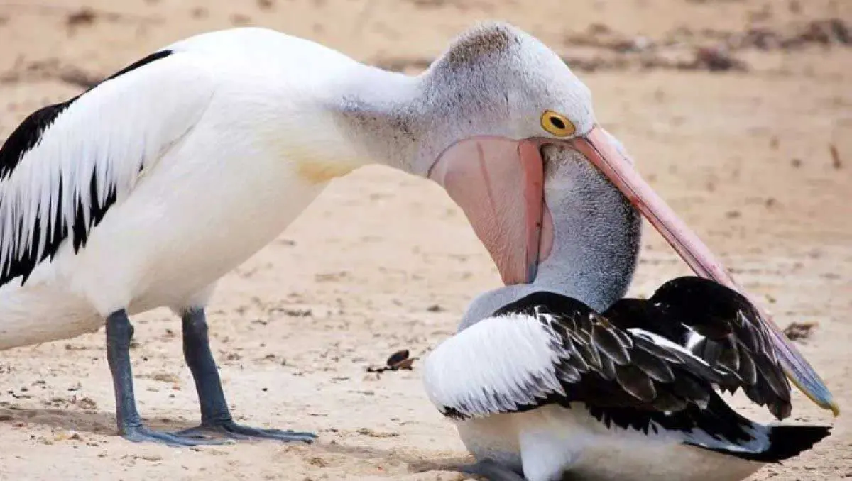 pelican attacking seagull