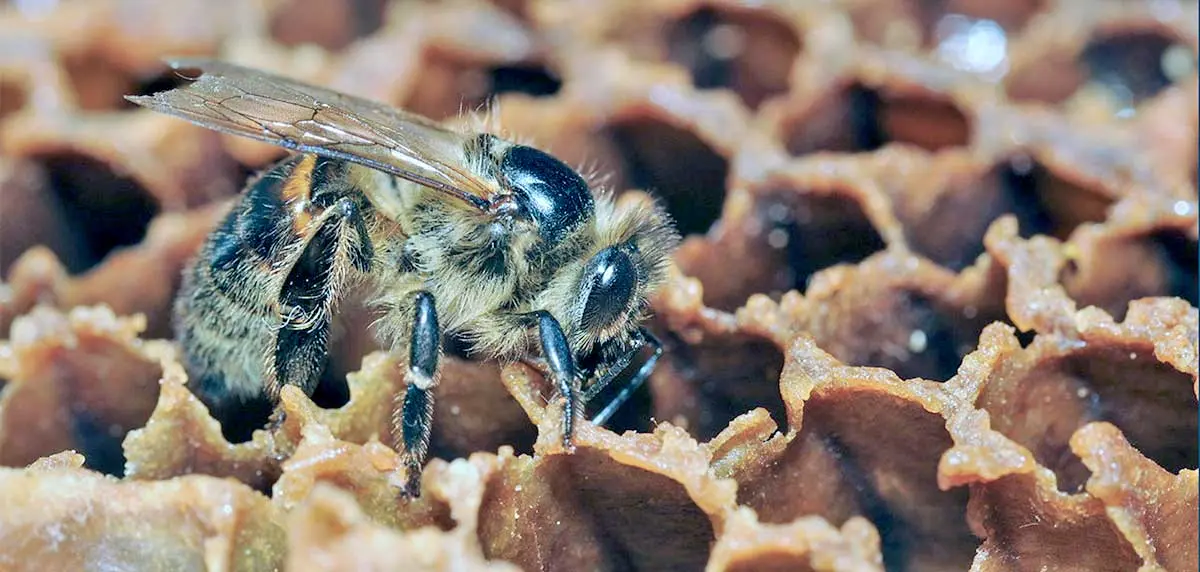 honeybee feeding over a comb