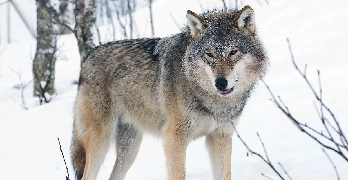 eurasian wolf snowy landscape hunter