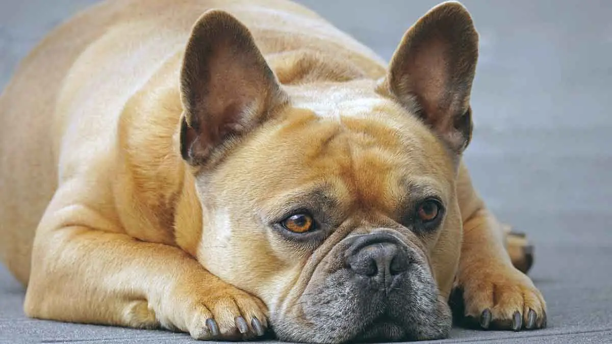 french bulldog lying with head on paws