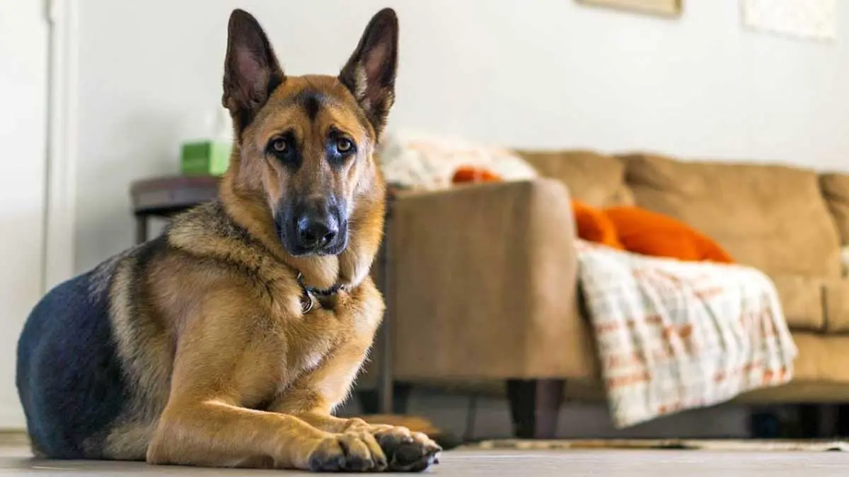german shepherd and couch