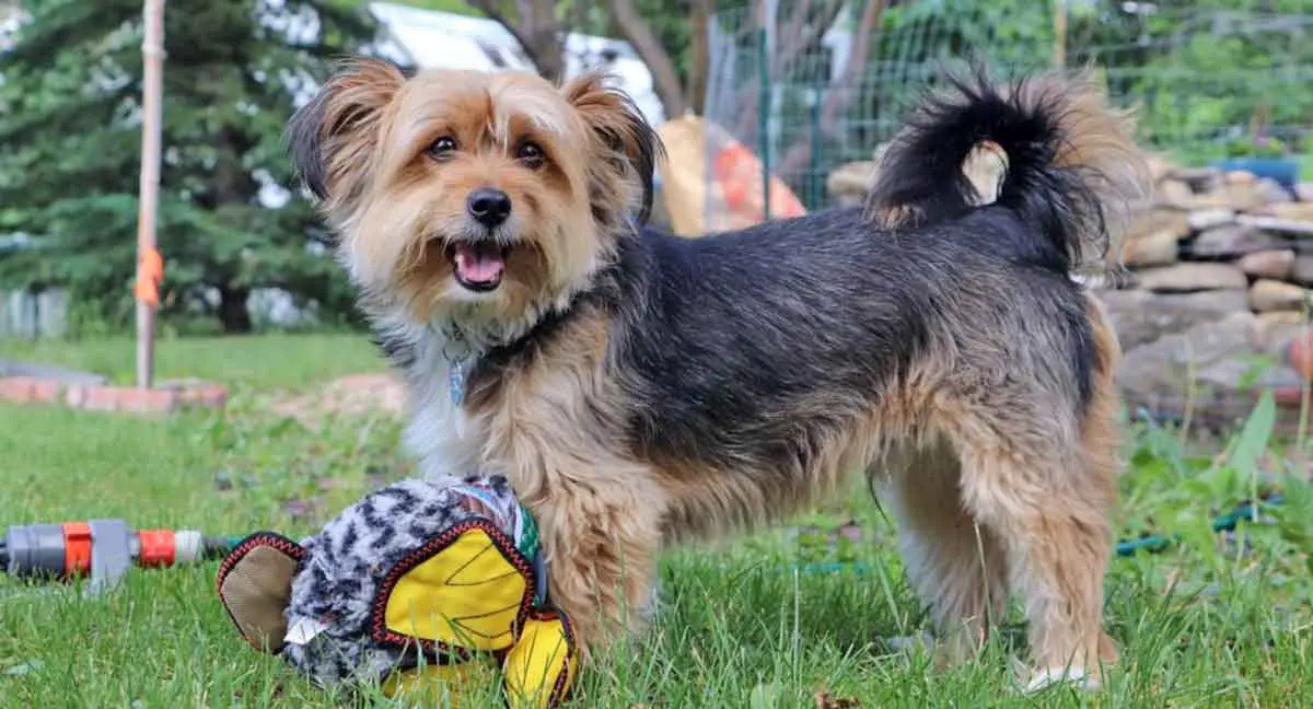 shorkie with toy duck
