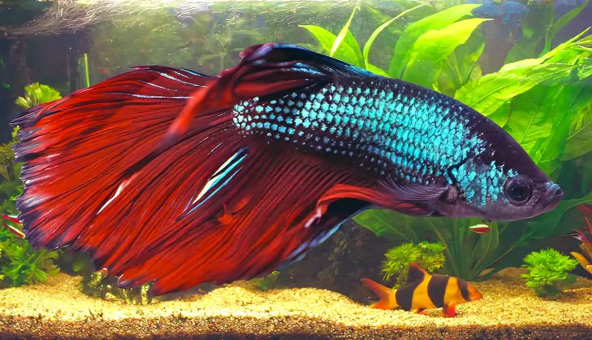 tips for setting up betta fish tank