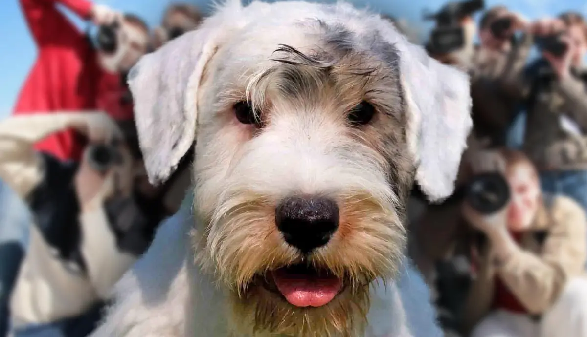 facts about the sealyham terrier