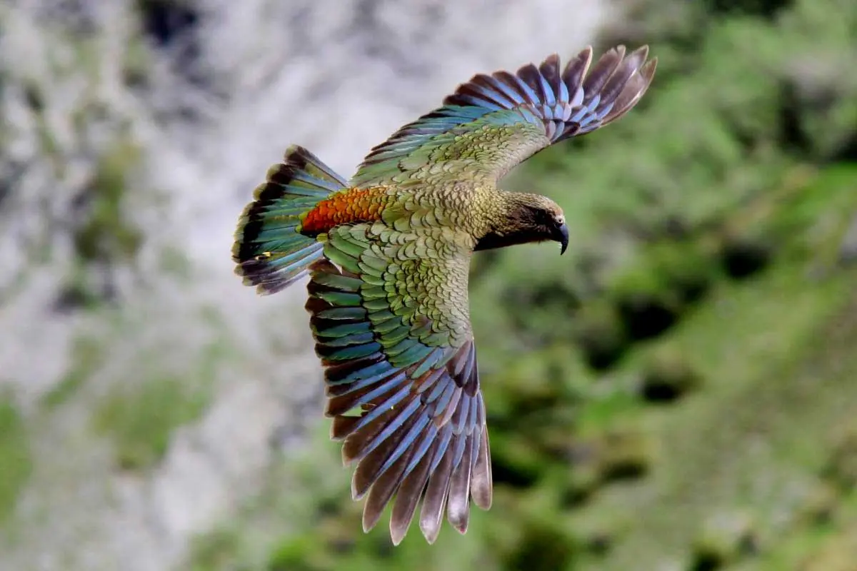 kea flying