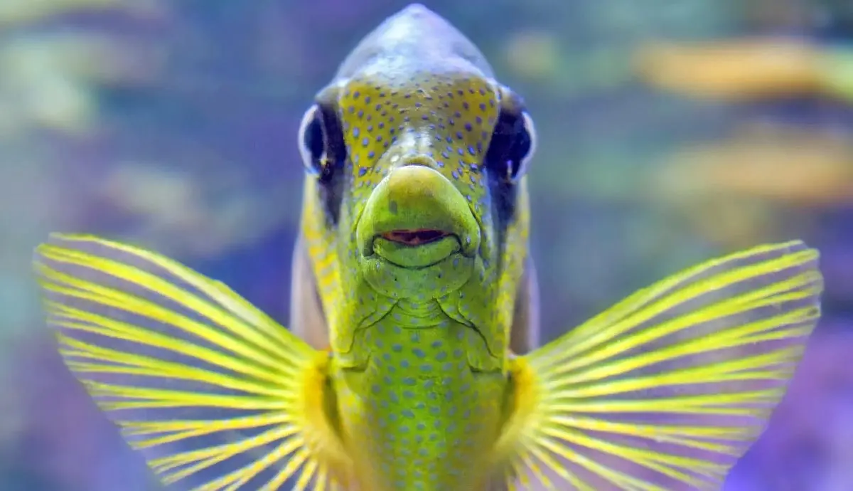 do fish have ears