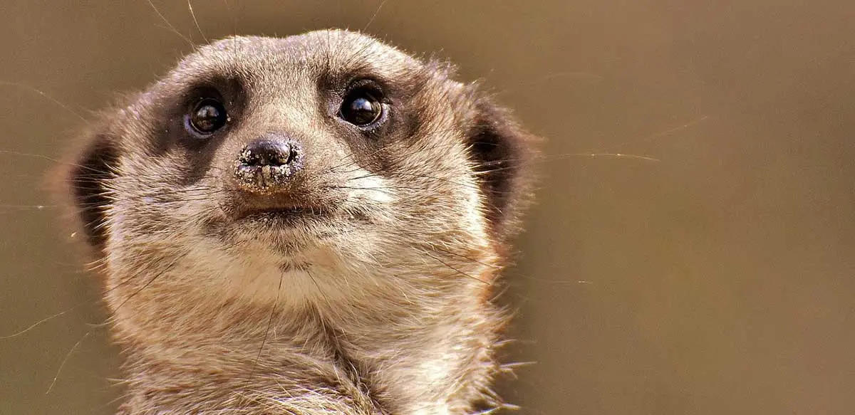 meerkat face black eyes
