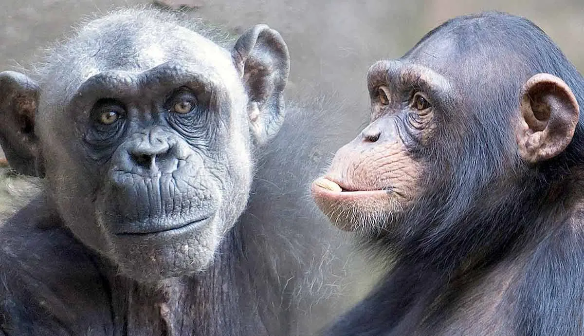 why are chimpanzees dangerous understanding the risks