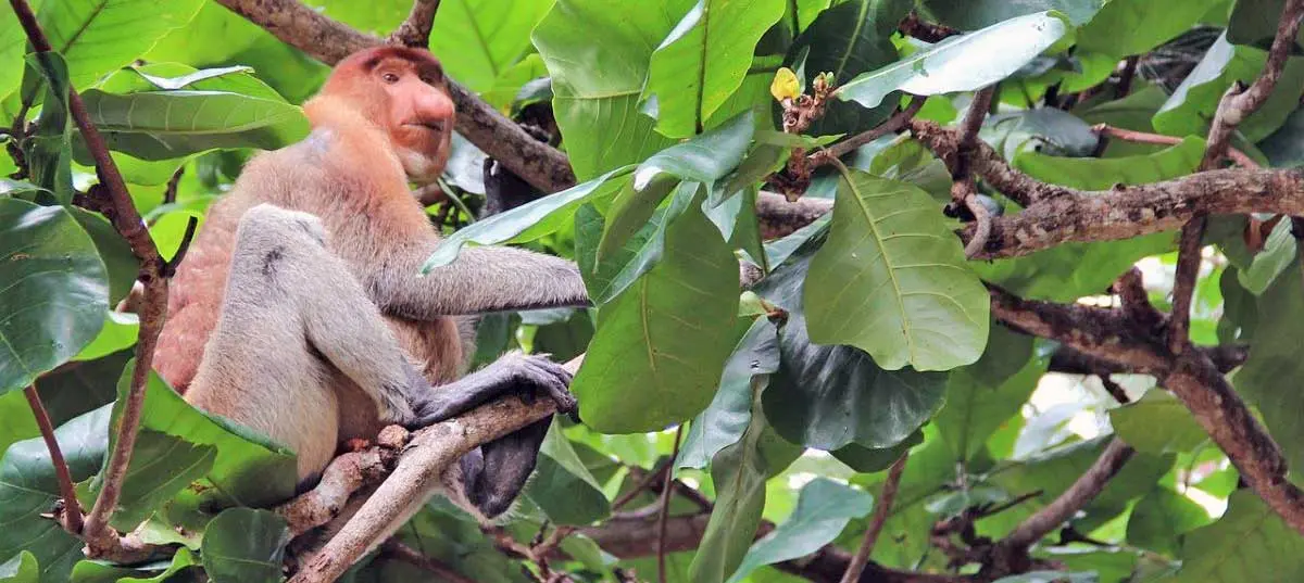 proboscis monkey trees