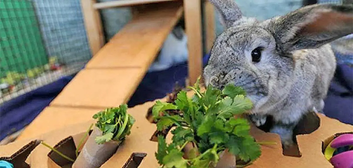 rabbit food puzzle