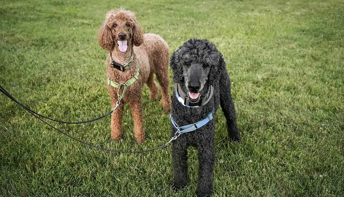 brown and black standard poodles standing on lawn