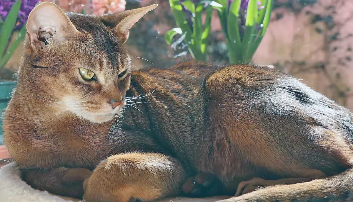abyssinian cat in sun