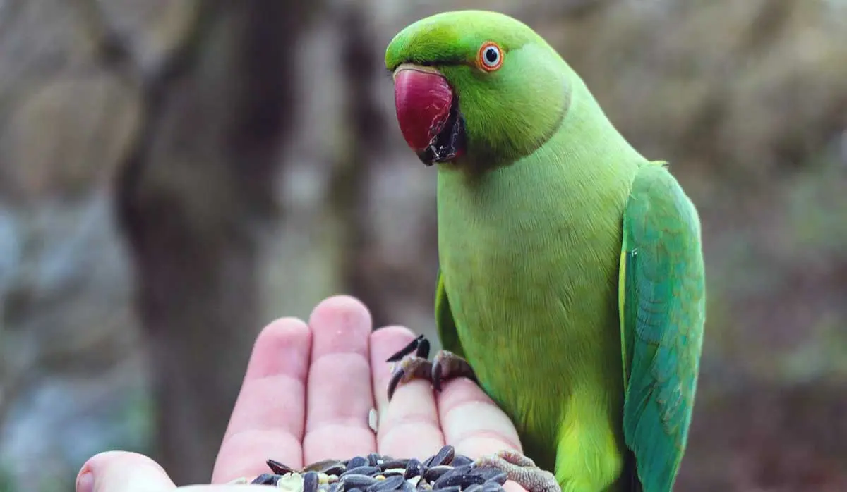 green parrot eating seeds