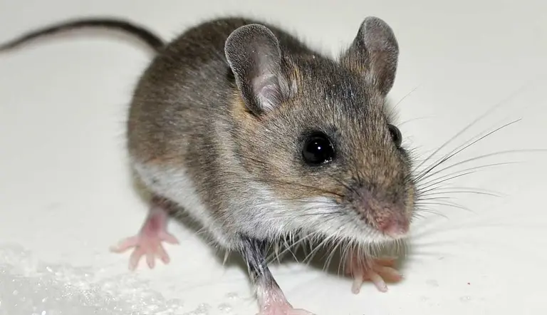 can you keep caught house mouse as pet