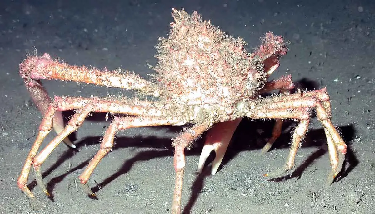 japanese spider crab on sea floor