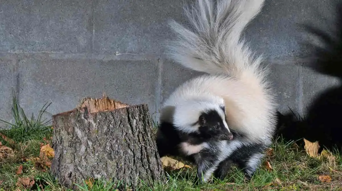 skunk standing next to a log