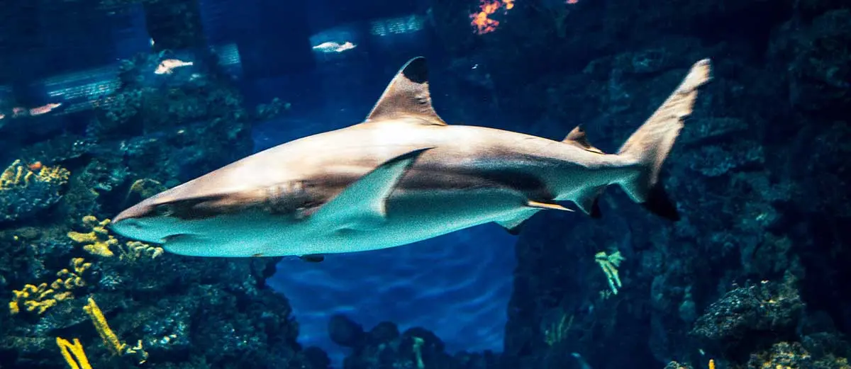 grey shark in fish tank