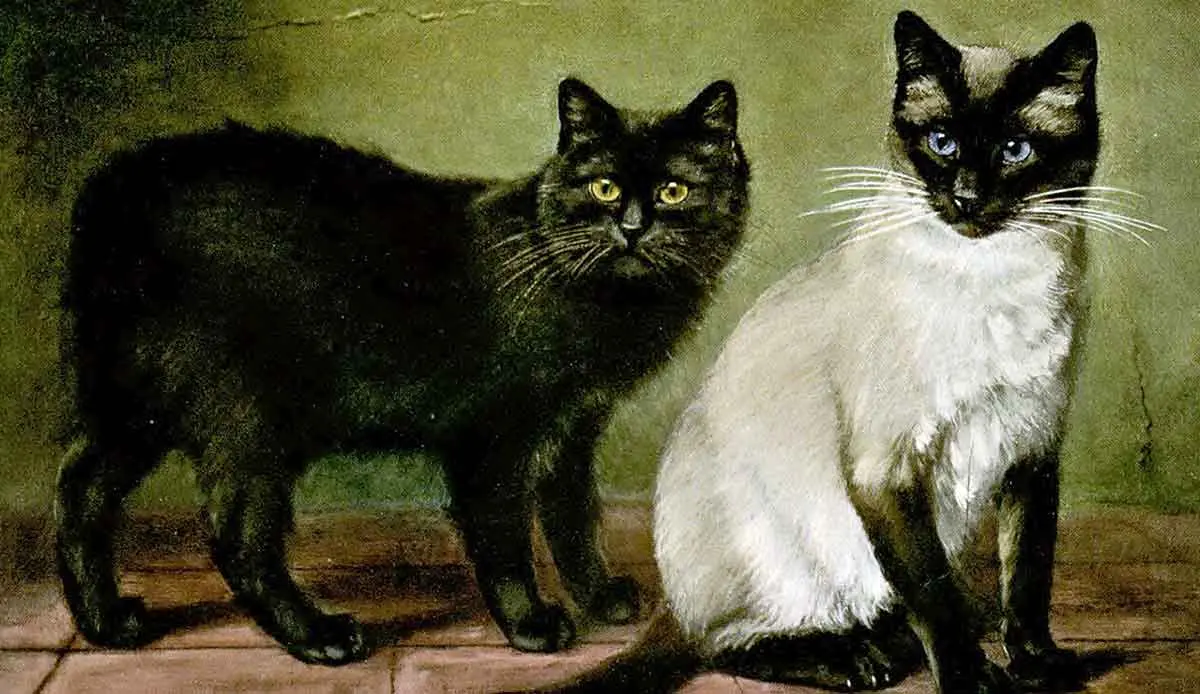 Black Manx And Royal Siamese Cats