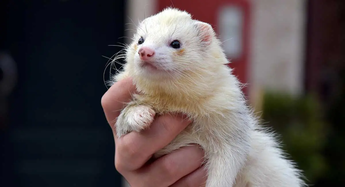 holding white ferret
