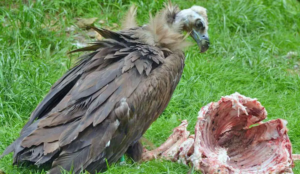 vulture eating carrion carcass