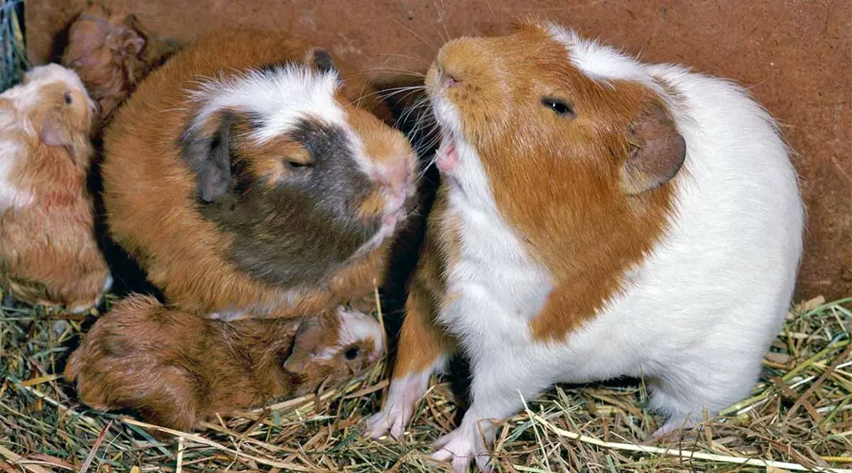 guinea pigs fighting