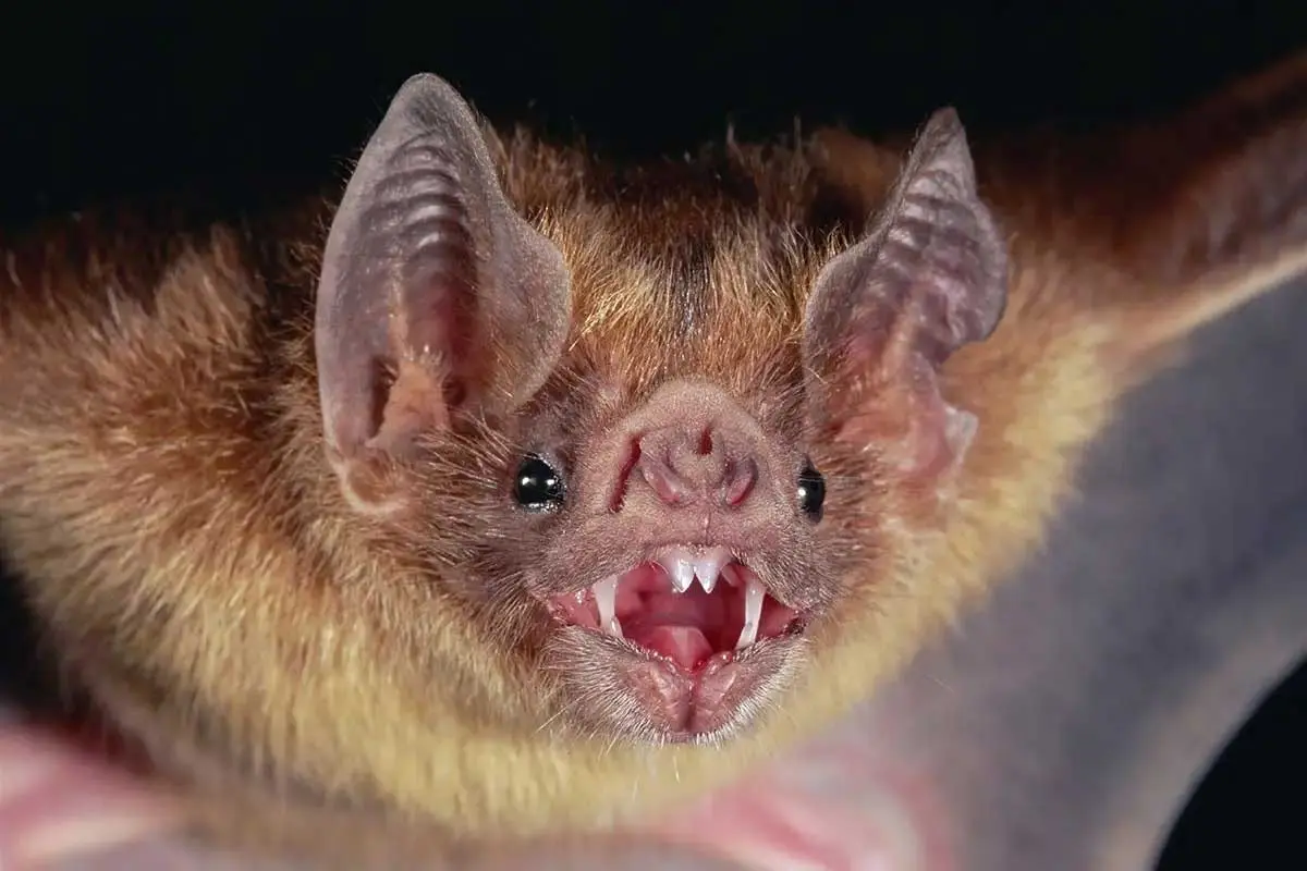 vampire bat exposing fangs