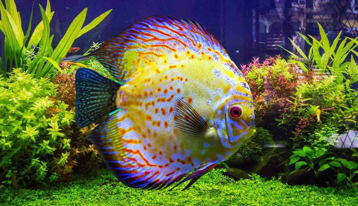 best fish tank decorations