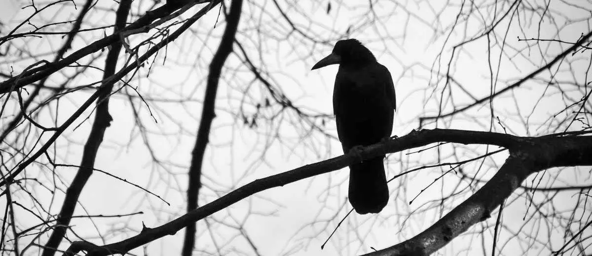 bird alone silhouette