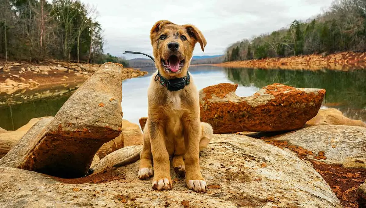 brown dog on rock