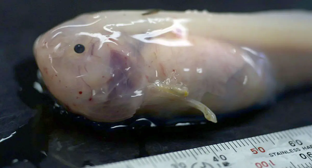 hadal snailfish translucent slimy deepsea