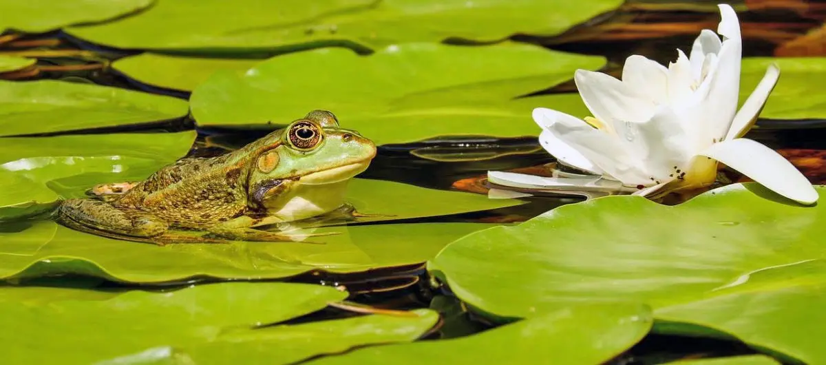 frog in water with lily pads