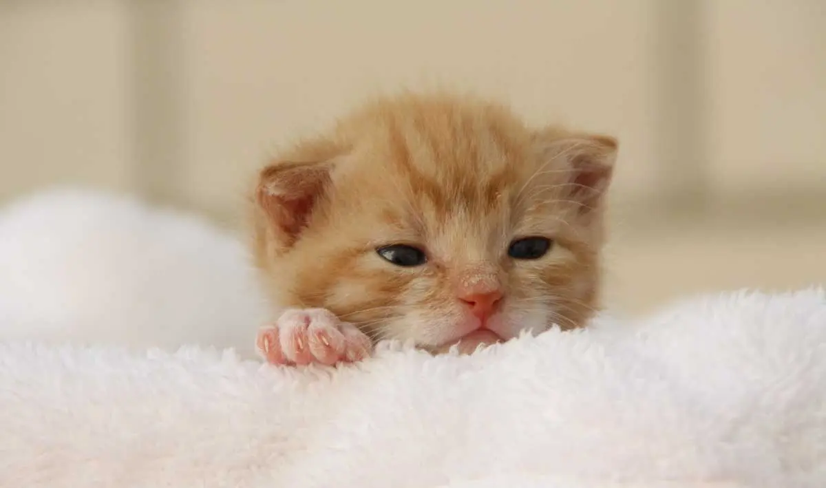 tiny ginger kitten on white blanket