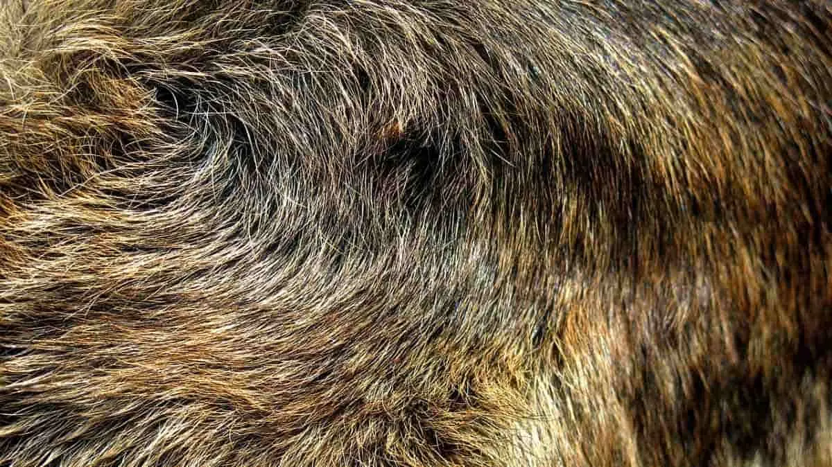 german shepherd fur