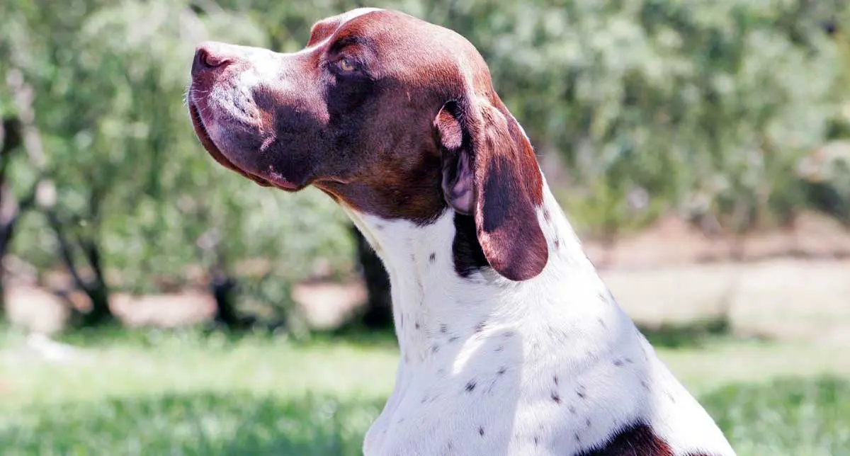 Brown and White Pointer Dog Sitting Outside