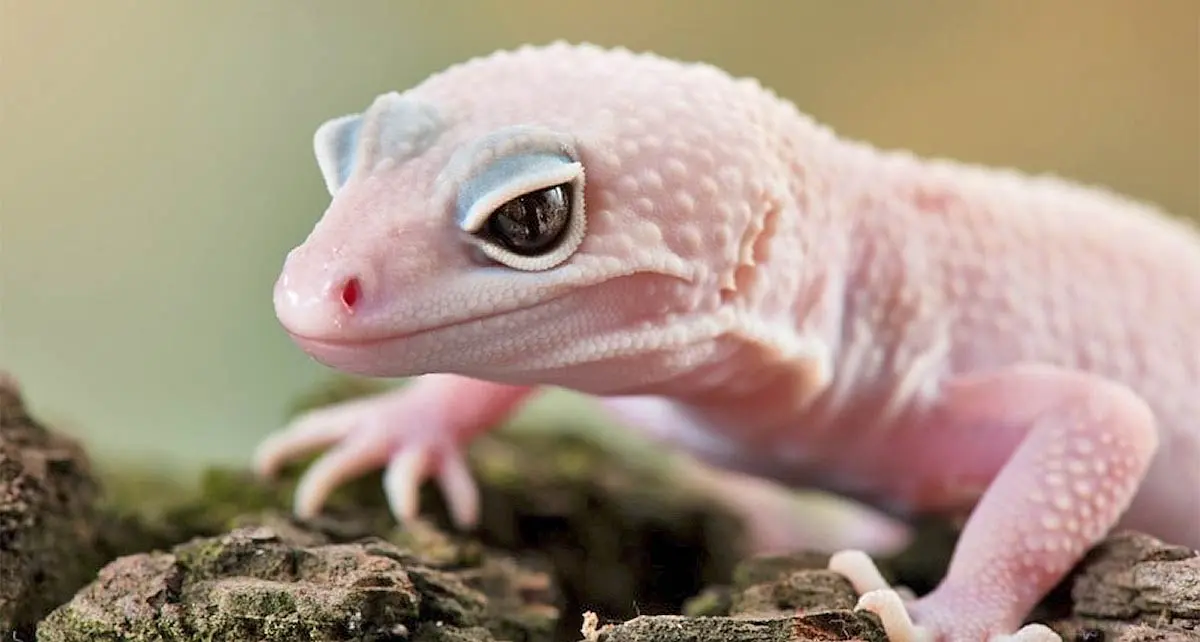 blizzard gecko