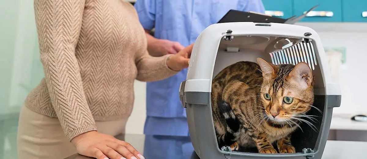 cat people vet clinic