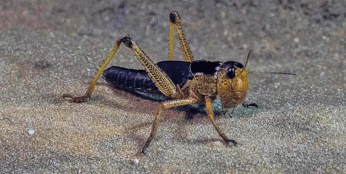 black and yellow cricket on sand