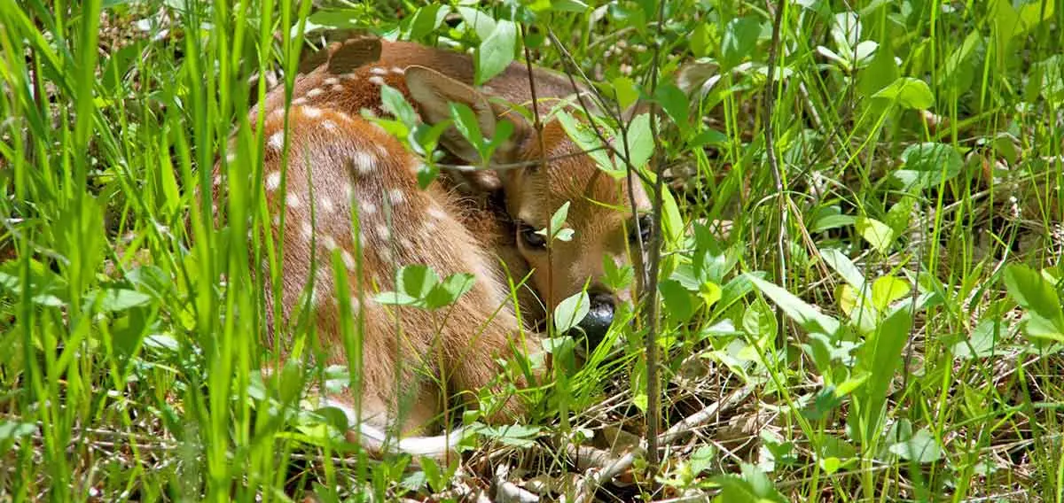 Fawn in Grass